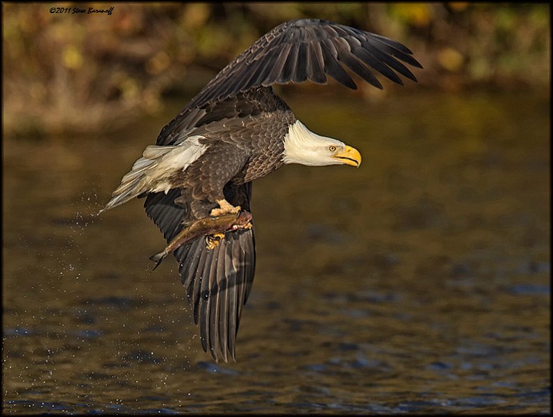 _1SB8477 bald eagle with fish.jpg